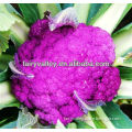 High Yield Chinese F1 Hybrid Purple Broccoli Seeds